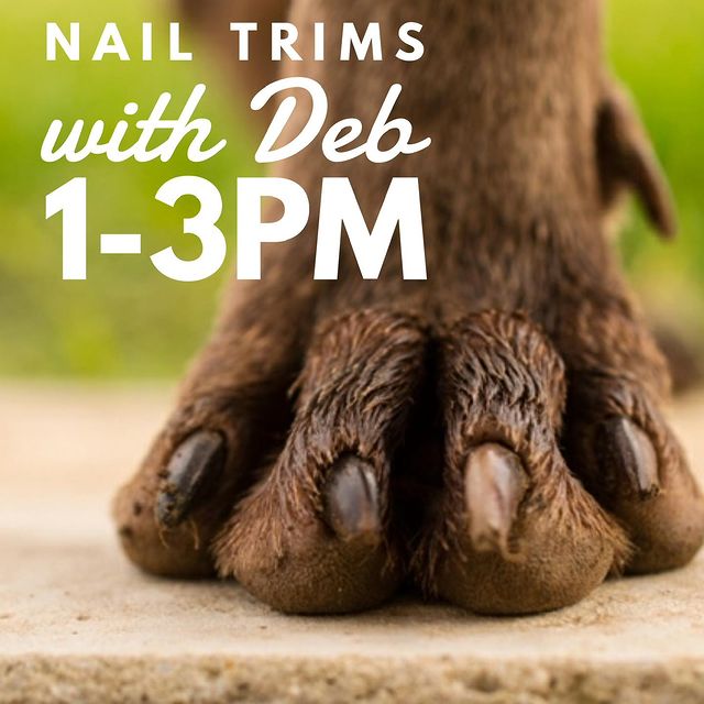 dog-nail-trims