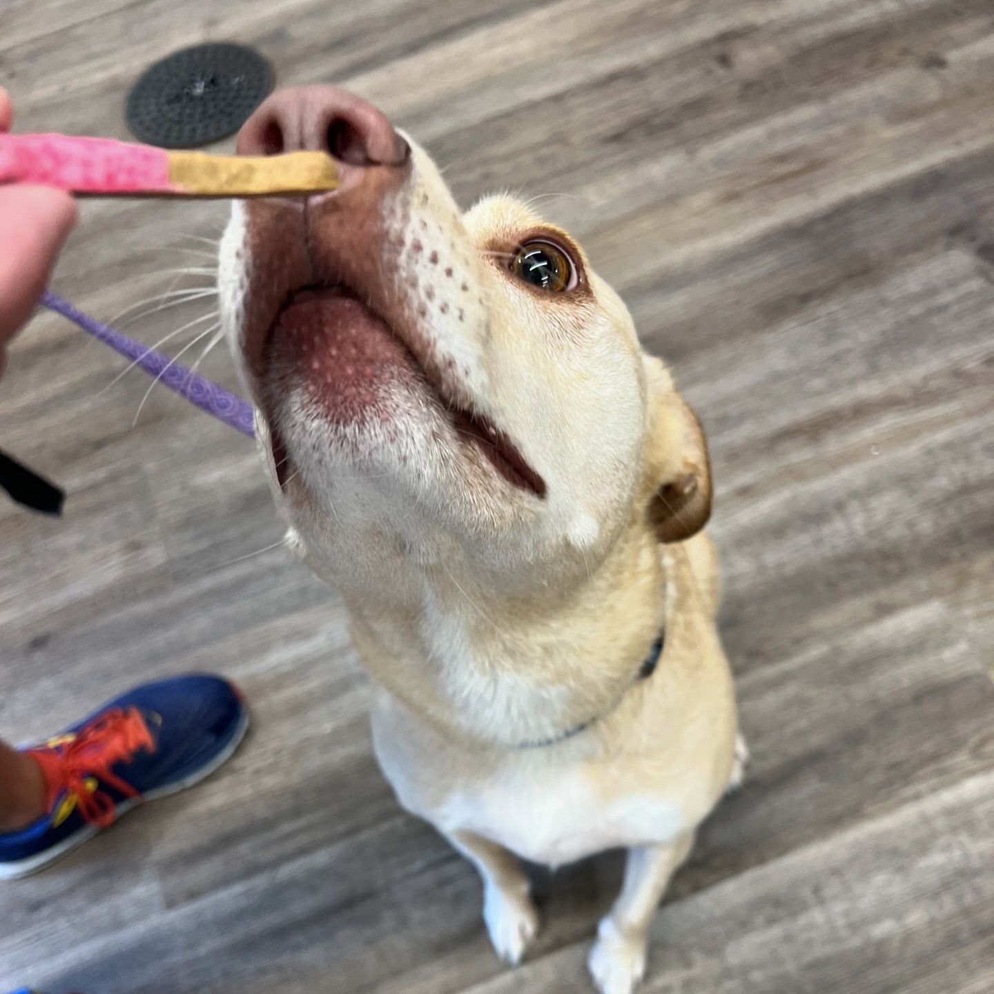 dog-sniffing-treat