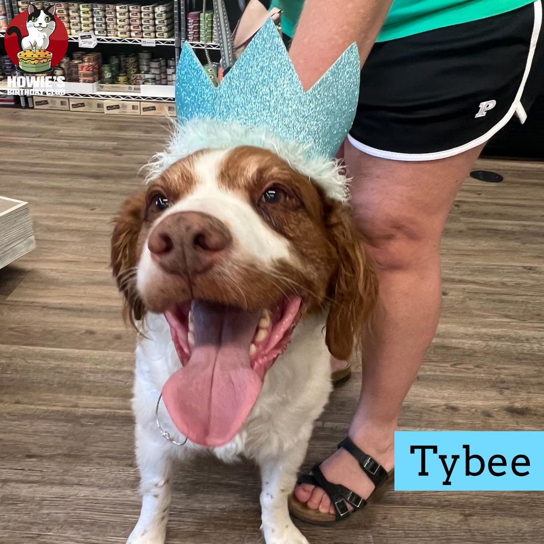 dog-wearing-birthday-crown