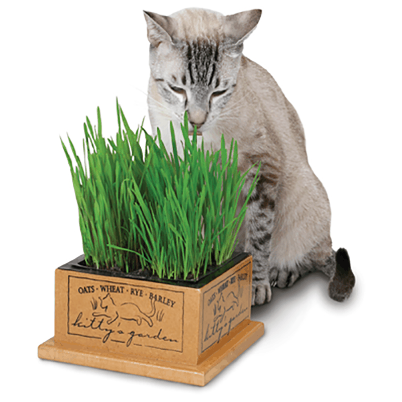 Pioneer Pet Wooden Box Kitty Garden - Image 2