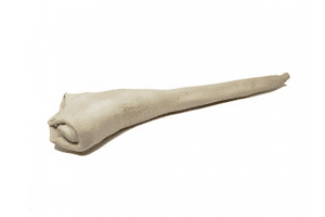 Home Range Full Length Bull Tail 22"
