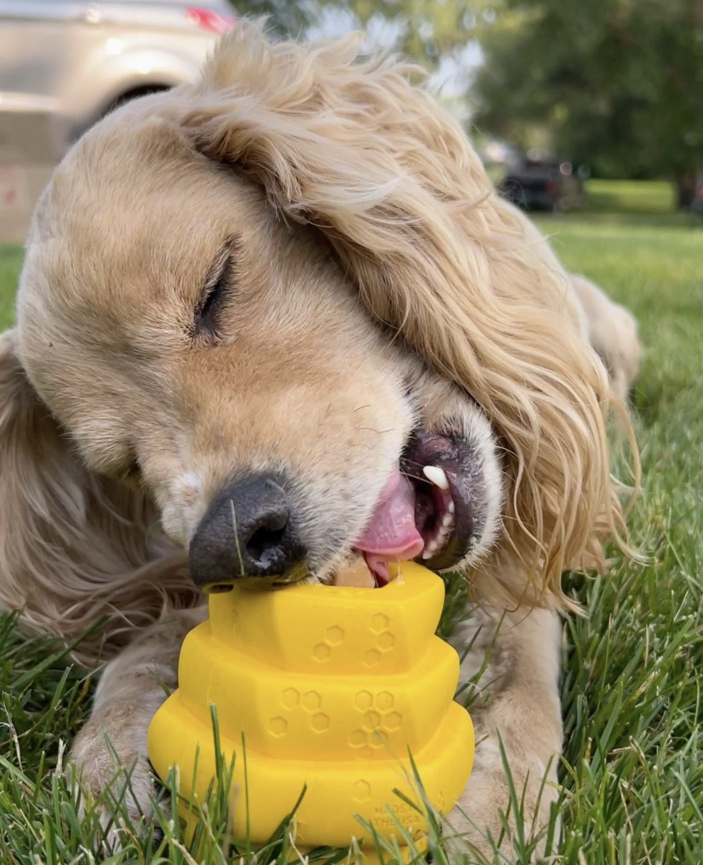Project Hive Chew Toy - Image 2