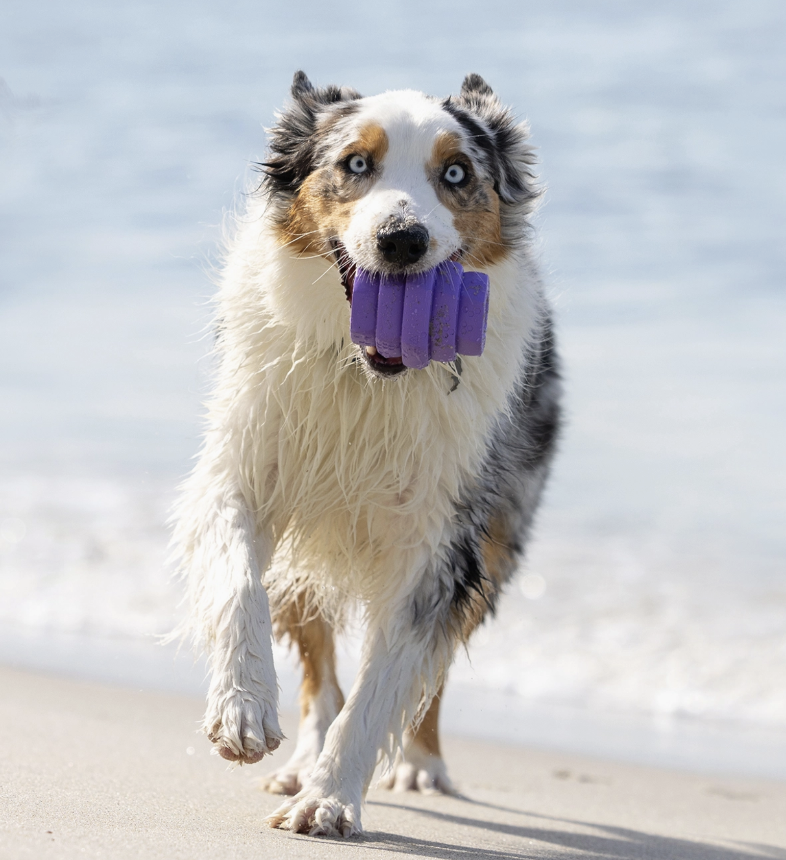 Project Hive Chew Toy - Image 3