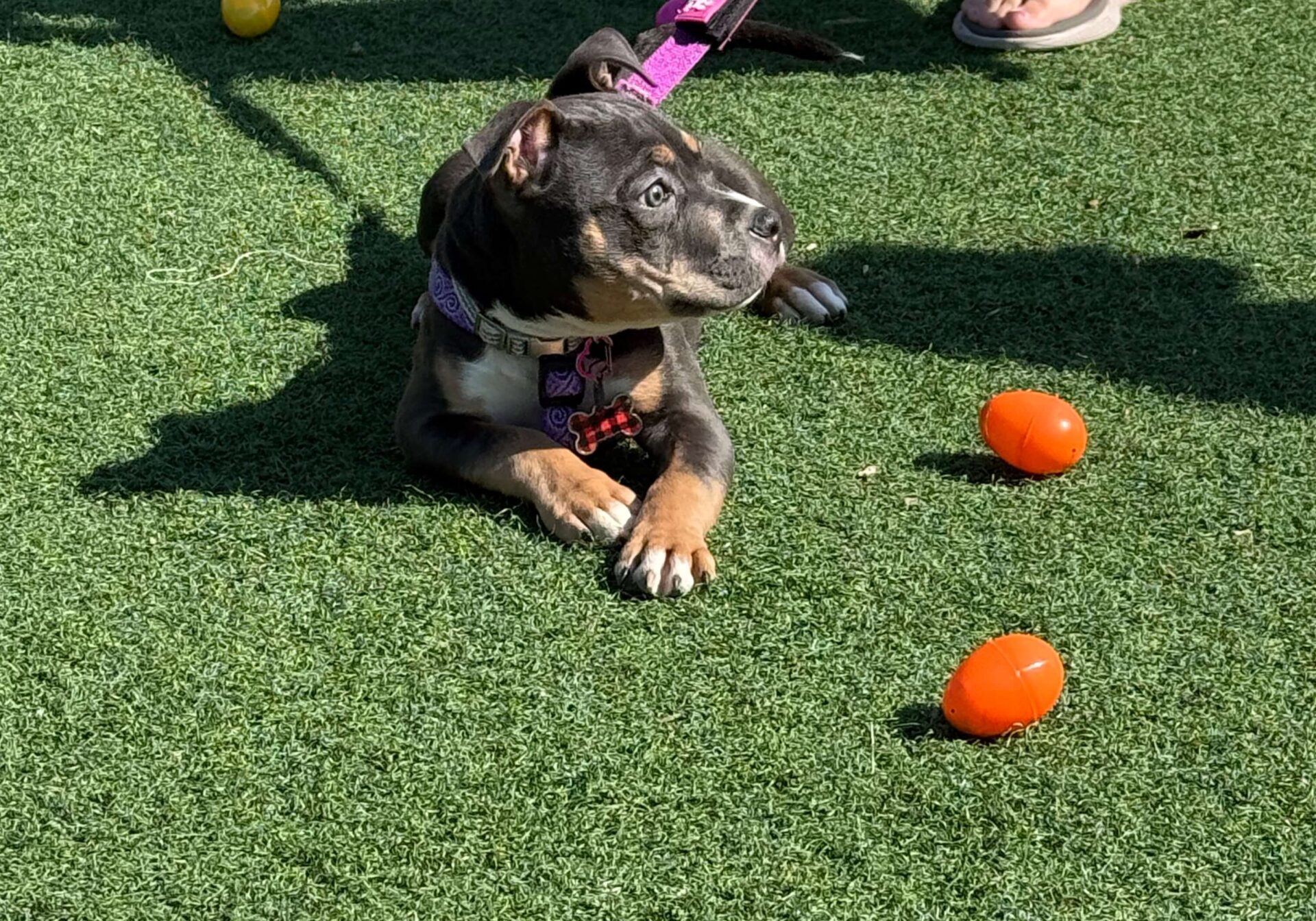 adopt-me-puppy-easter-eggs-playground